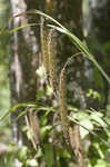 Fringed sedge